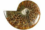 Polished Ammonite (Cleoniceras) Fossil - Madagascar #185296-1